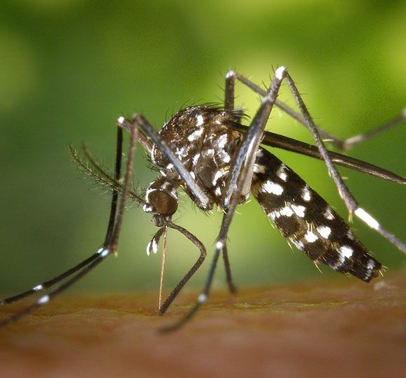 virus zika
