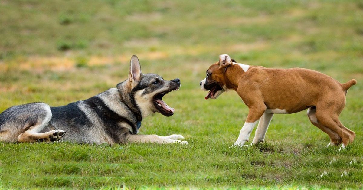 educación canina / fuente: Pixabay