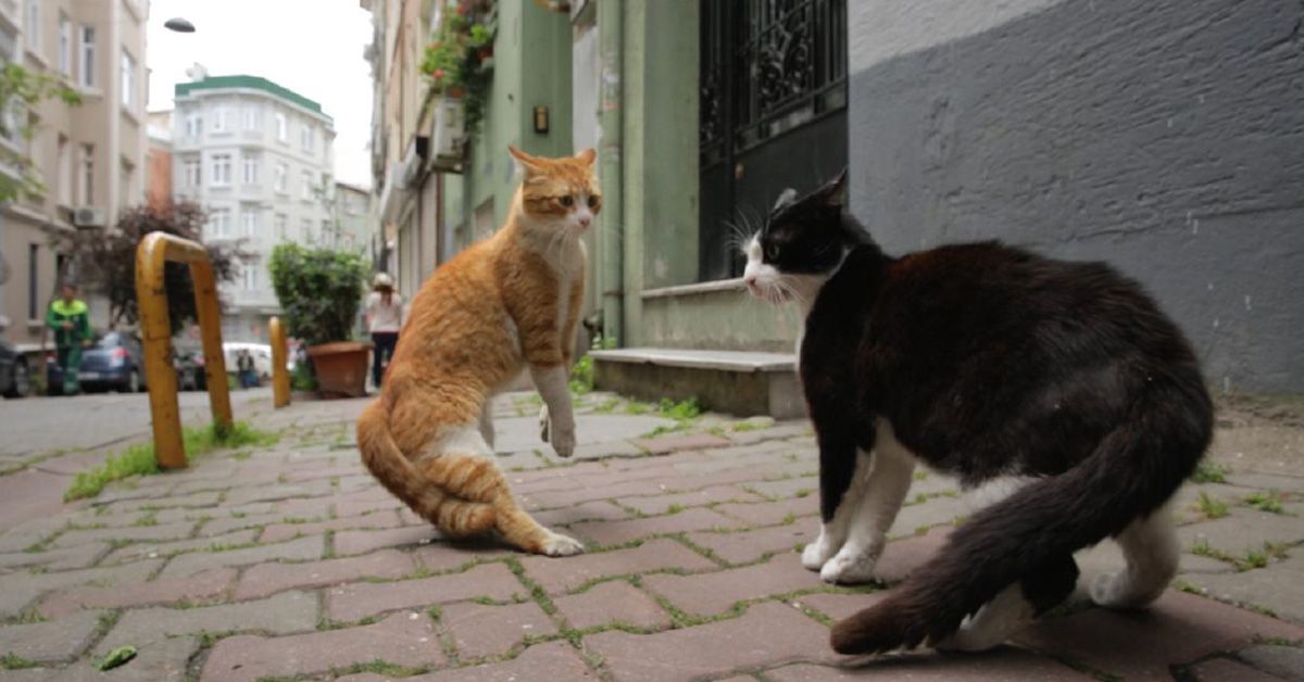 Kedi doc gatos de Estambul
