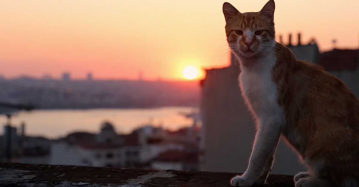 kedi, los gatos son dueños de Estambul