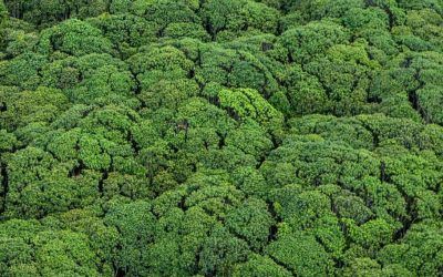 Greenpeace acusa a Nestlé de bloquear su video sobre la deforestación en Indonesia