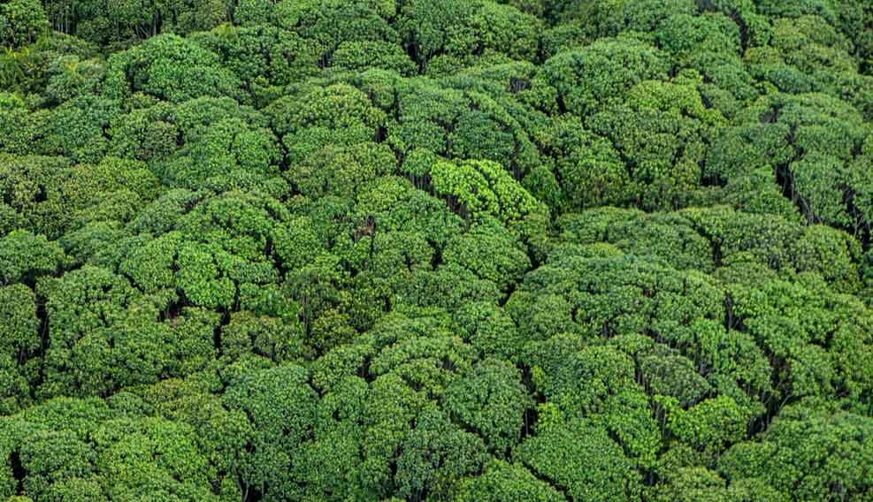 deforestacion Indonesia