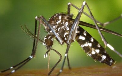 El virus zika ataca Latinoamérica