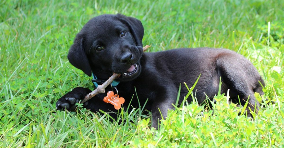 Razones para no usar collares eléctricos con tu perro