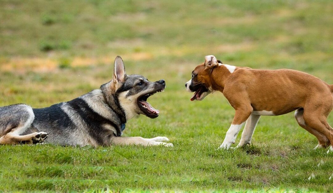 Cortar el rabo a los perros por estética queda prohibido en España