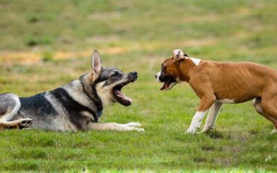 Cortar el rabo a los perros por estética queda prohibido en España