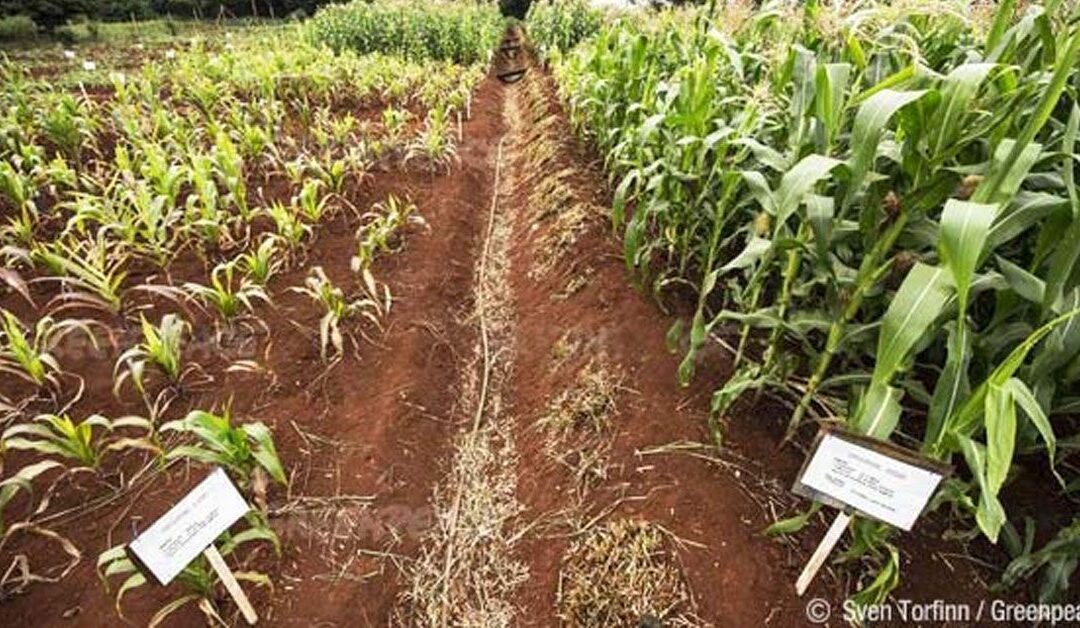 «Los transgénicos no solucionarán el hambre del mundo»