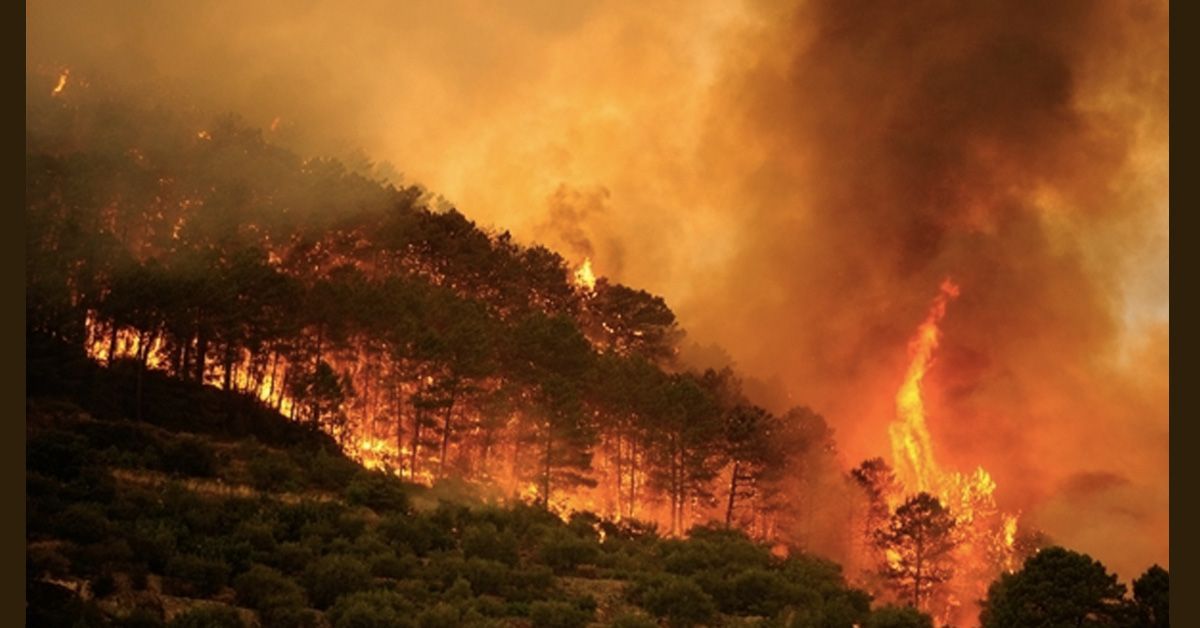 Greenpeace: tras décadas de abandono rural y recortes, los montes de España son muy vulnerables