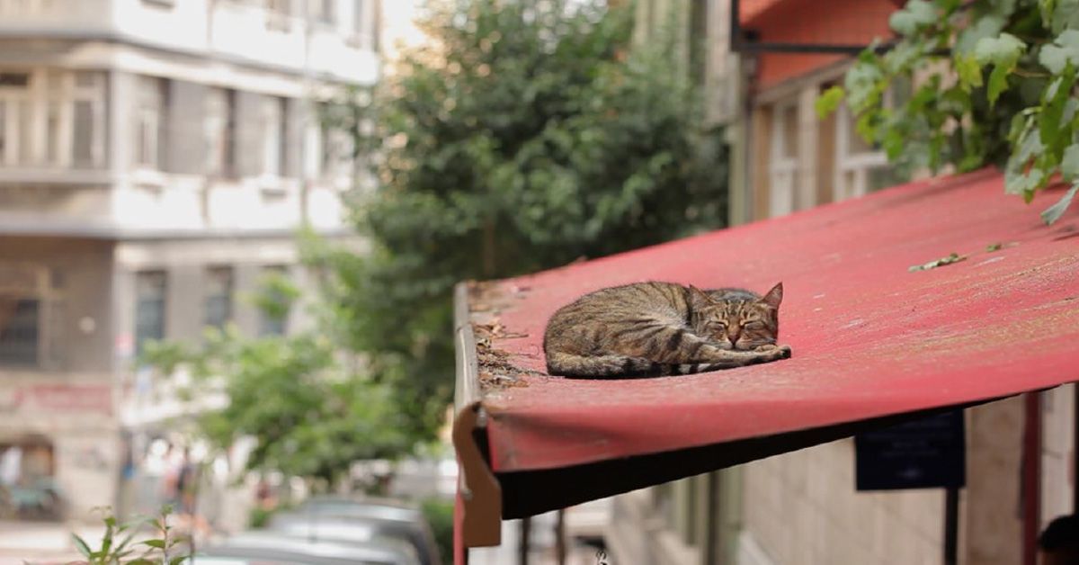 Kedi, doc de gatos de Estambul