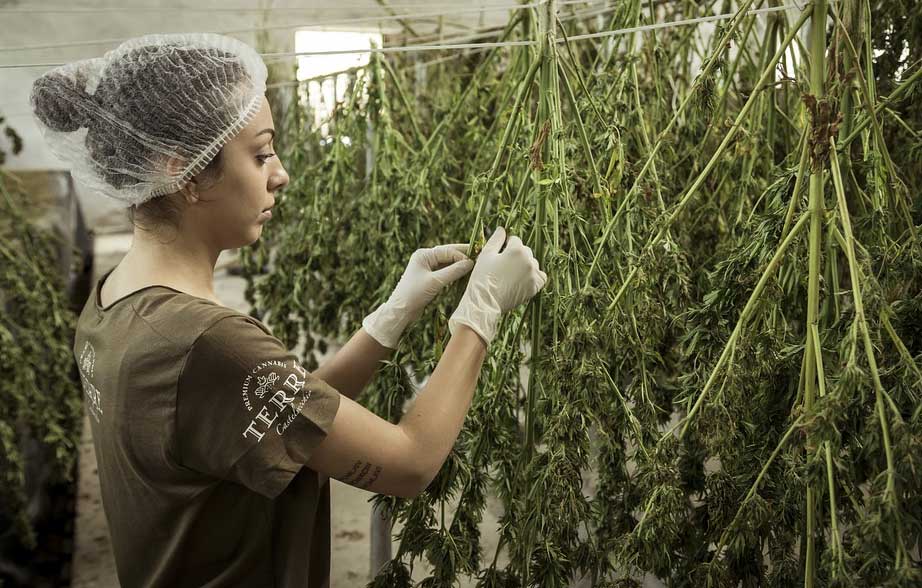 cannabis Europa madrid