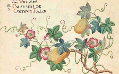 Expo ‘Entre Manila y Cantón. Arte botánico de Asia’ llega al Real Jardín Botánico de Madrid
