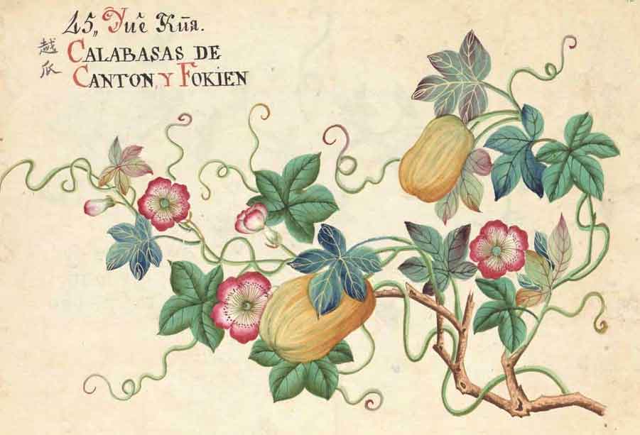 Expo ‘Entre Manila y Cantón. Arte botánico de Asia’ llega al Real Jardín Botánico de Madrid