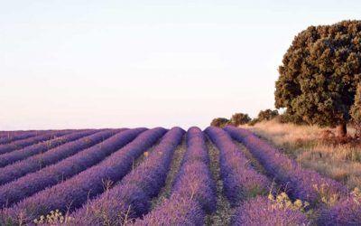 Turismo: Brihuega es lavanda, monumentos e innovación