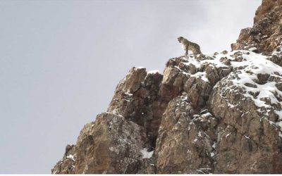 doc ‘El leopardo de la nieves’: hermoso viaje por el Tíbet que nos lleva de regreso a la esencia animal del hombre