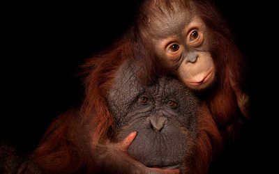 ‘Photo Ark’, expo sobre los animales en peligro de extinción, busca concienciar Madrid